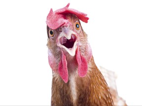 head of surprising hen