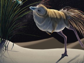 The small bird-like dinosaur Shuvuuia deserti is seen in a 2021 artist's reconstruction provided by the University of the Witwatersrand in Johannesburg, South Africa.