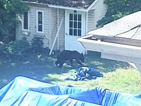 Montreal police say they had been been called at about 1 p.m. on Sunday, May 23, 2021, when a bear had been seen walking around in Pierrefonds.