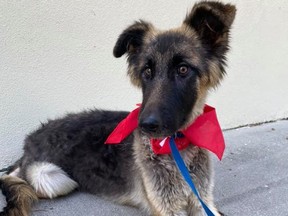 Cora the German Shepherd is recovering after she was neglected and abandoned in Florida last month.