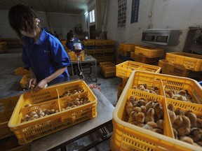 Workers vaccinate chicks with the H9 bird flu vaccine at a farm in Changfeng county, Anhui province, April 14, 2013.