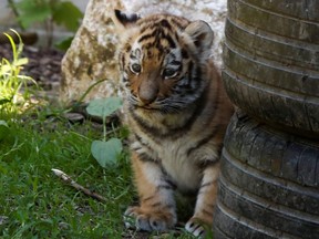 A newborn Siberian tiger cub is seen at a zoo in Plock, Poland, Monday, June 7, 2021.