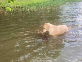 Goldendoodle Harley is pictured helping guide a fawn in a lake back to the shore in a Facebook post shared by Ralph Dorn.
