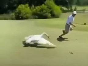 Georgia golfer John Walters was attacked by a swan while golfing recently.