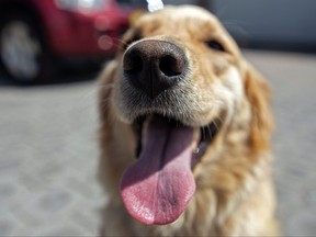 Gaya, a two and a half-year-old golden retriever, is pictured during an experimental phase to training dogs to detect the presence of the novel coronavirus COVID-19 in humans, a programme by the Fire Department of France, the Secretariat of Risk Management and the Ministry of Public Health of Ecuador together with the Pablo Arturo Suarez Hospital, at this hospital in Quito, on June 26, 2021.