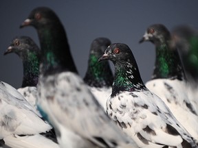 Pigeons sit in their coop in Lahore on October 24, 2010.