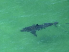 A Great White Shark swims off the shore of Cape Cod, Massachusetts on July 13, 2019.