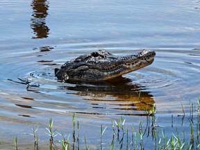 An American alligator in the Florida Everglades.