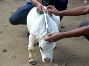People measure a dwarf cow named Rani, whose owners applied to the Guinness Book of Records claiming it to be the smallest cow in the world, at a cattle farm in Charigram, about 25 km from Savar on July 6, 2021.