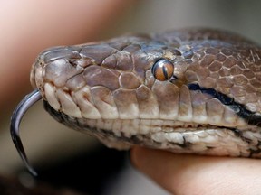 A keeper holds the head of a 4.6 metre (15 foot) long reticulated Python at Chester Zoo in Chester, northern England Sept. 5, 2012.