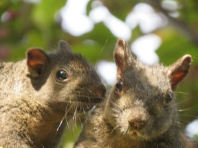 Two squirrels in a suburban backyard in the GTA.