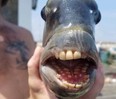 Closeup of sheepshead fish with mouth open displaying human-like teeth