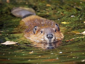 Massachusetts man nearly killed by rabid beaver