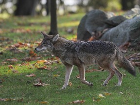 A coyote hunts squirrels in Stanley Park in Vancouver on December 5, 2012.