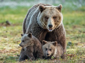 She-bear and cubs on the bog in the summer forest.