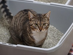 A dirty cat litter box has one roommate regretting a recent move.