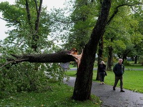 Residents look at the damage in Bannerman Park after Category 1 Hurricane Larry hit St. John's, Nfld., Sept. 11, 2021.