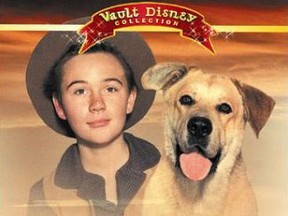 Tommy Kirk is pictured on the DVD cover of the Disney film "Old Yeller."