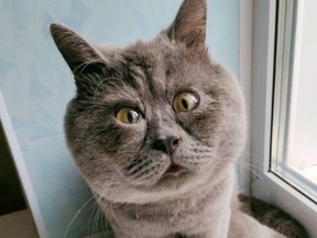 Fedya, a Russian cat with his own Instagram account, has garnered a shocking amount of followers on social media.