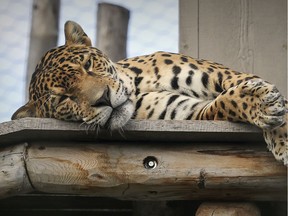 Kuwan, the adult male jaguar at Granby Zoo, southeast of Montreal, lays in his enclosure Thursday August 29, 2019.