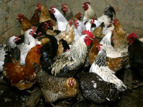 Chickens await vaccination against bird flu in Peredovoi, 100 km from Russia's southern city of Stavropol, March 11, 2006.
