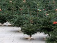 Christmas trees for sale. (Getty Images)