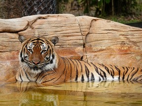 Eko the tiger, who was killed after biting a man’s arm when he crossed into an unauthorized portion of the Naples Zoo, is seen in Naples, Florida, U.S., in this handout photo taken March 2021.