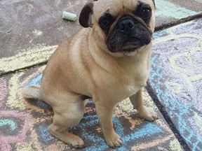 Bugsy, a four-year-old pug, is believed to have been snatched from the backyard of his Etobicoke family's home on Henley Cr. -- near Kipling Ave. and Albion Rd. -- on Friday, Dec. 17, 2021.