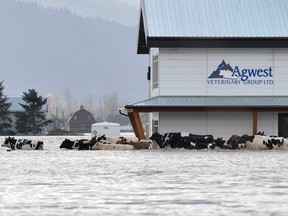 Kühe sind aufgrund weit verbreiteter Überschwemmungen in Abbotsford, BC, am 16. November 2021 gestrandet.