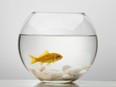 One gold fish swimming in a transparent glass bowl of water. Smooth pebbles are to be seen at the bottom of the bowl. The foto is studio lite from above with a plain white background.