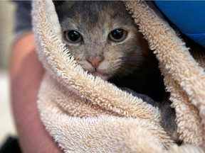 Forscher aus Montreal erklären, dass es schwierig ist zu sagen, ob eine Katze Schmerzen hat, weil sie ihr Unbehagen nicht mitteilen, im Gegensatz zu Hunden, die weinen oder jammern.