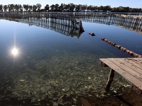 Fish that died from low temperatures, are seen at the fish farm of Ioannis Ouzounoglou in Richo lagoon, in Igoumenitsa, Greece, January 26, 2022.