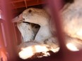 In this file photo, birds sit in a cage waiting to be sent to a slaughterhouse for extermination due to the avian flu outbreak at a farm in Doazit, southwestern France, on Jan. 26, 2022.