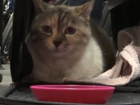 Cat missing for seven years reunited with owners.