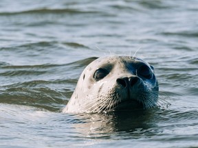 Straight on view of a harbor seal swimming in Puget Sound in United States, Washington, Everett