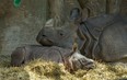 The Toronto Zoo has announced the death of a 17-year-old female greater one-horned rhinoceros named Ashakiran, seen here in 2016 with her baby Nandu at the Toronto Zoo in Toronto. Ont. on Thursday May 5, 2016.