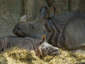 The Toronto Zoo has announced the death of a 17-year-old female greater one-horned rhinoceros named Ashakiran, seen here in 2016 with her baby Nandu at the Toronto Zoo in Toronto. Ont. on Thursday May 5, 2016.