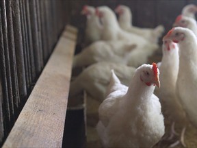 Poultry farm.