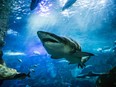 Closeup of one scary big tiger shark swimming with other fishes in sunlit ocean waters.