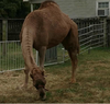 A camel escaped from a Tennessee petting zoo and killed two people before being put down.