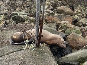 A young sea lion was found shot in the face on Kitsilano Beach in Vancouver Friday.