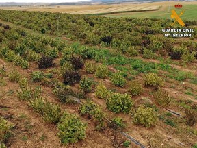 This handout image released on April 13, 2022 by Spanish Guardia Civil shows part of a 67 hectares illegal marijuana plantation seized, and eventually destroyed, by Spanish police during an anti-drug operation in Artajona and Olite, Navarre province.