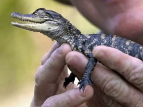 A photo of a baby alligator