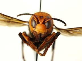 Asian giant hornets, nicknamed "murder hornets," attack honeybee hives, decapitate the bees and feed their bodies to their young.
