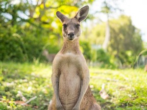 Ein Känguru hat diese Woche in Australien eine Frau angegriffen, die Golf spielte.