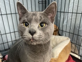 Smokey the cat survived the fire at the Winters Hotel April 11 and has been reunited with his owner. Photo: Jill Morisset