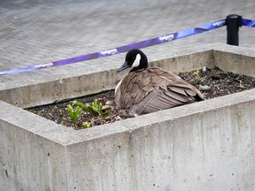 A Canada goose nests near the Digital Orca sculpture outside the Vancouver Convention Centre on Mother's Day weekend. (Vancouver Convention Centre staff)