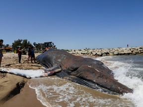A 30-tonne, 14-metre-long whale that washed up dead on the beach is moved in the Valencian town of Tavernes de la Valldigna, Spain, May 27, 2022. REUTERS/Eva Manez