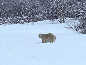 In this image courtesy of Sophie Bonneville, a polar bear roams a field in Madeline-Centre on Saturday, April 30, 2022.