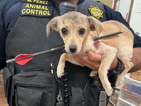 A four-month-old female chihuahua puppy found with an arrow in its neck in the Coachella Valley area is expected to survive.